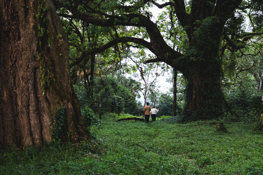 Blog Post - 2026 Ethiopia Origin Trip