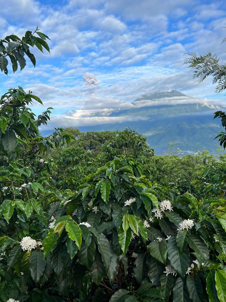 Blog Post - 2025 Guatemala Harvest Update