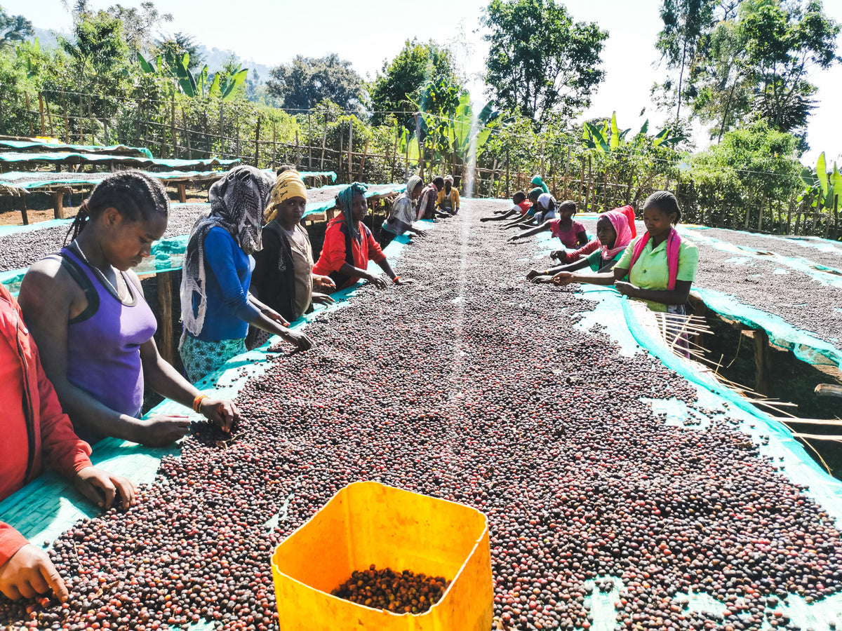 Danche / Natural / Ethiopia / 250g