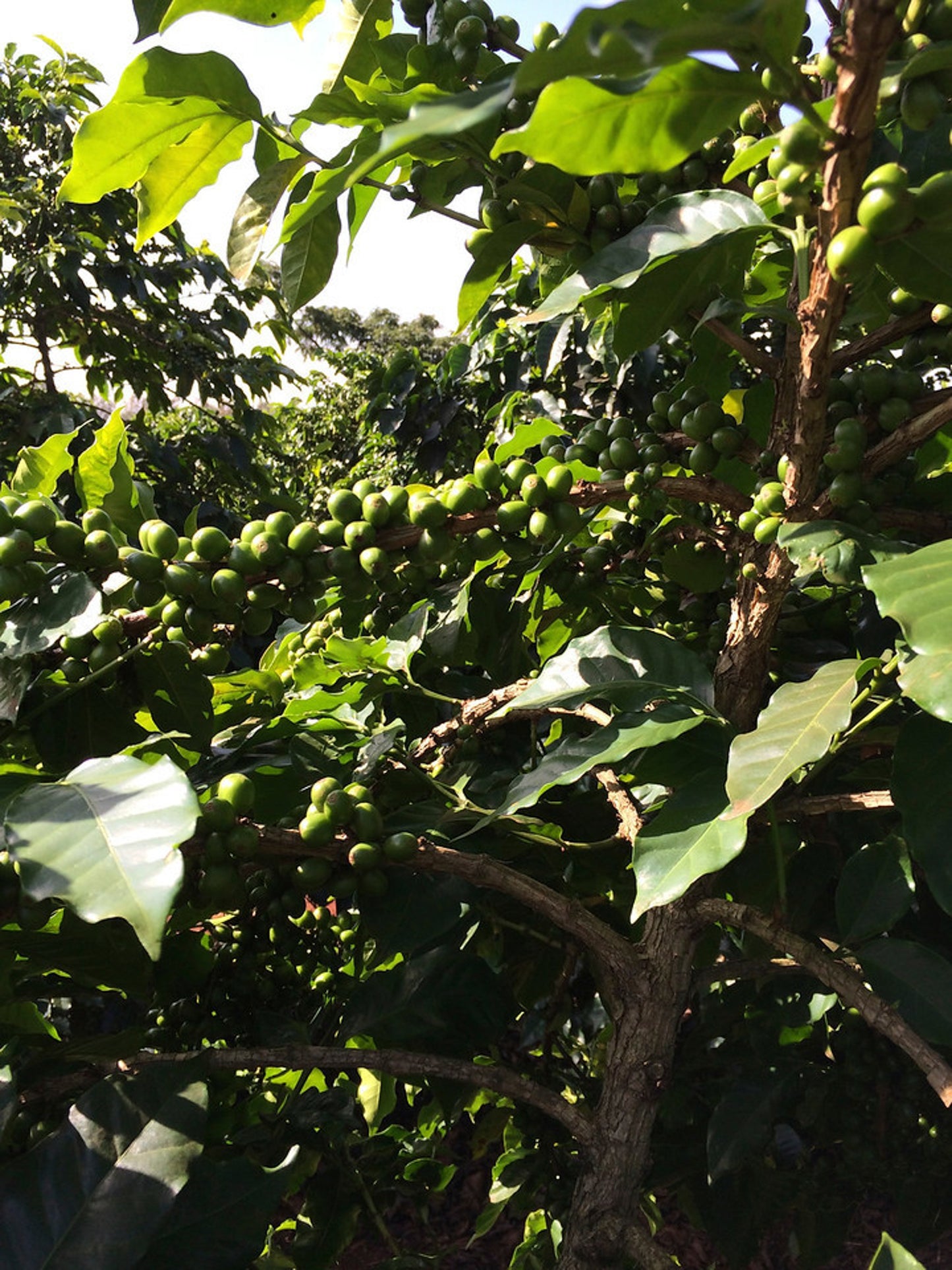 Kii / Washed / Kenya / 250g