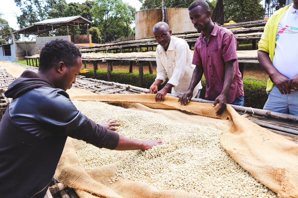 Siko / Washed / Ethiopia / 250g